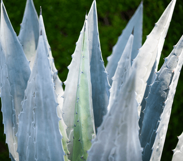 Agave